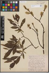 Foto von Salix discolor Muhl.